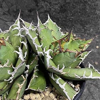 Amazon.co.jp: 多肉植物 アガベ チタノタ シーザー 双頭美株 発