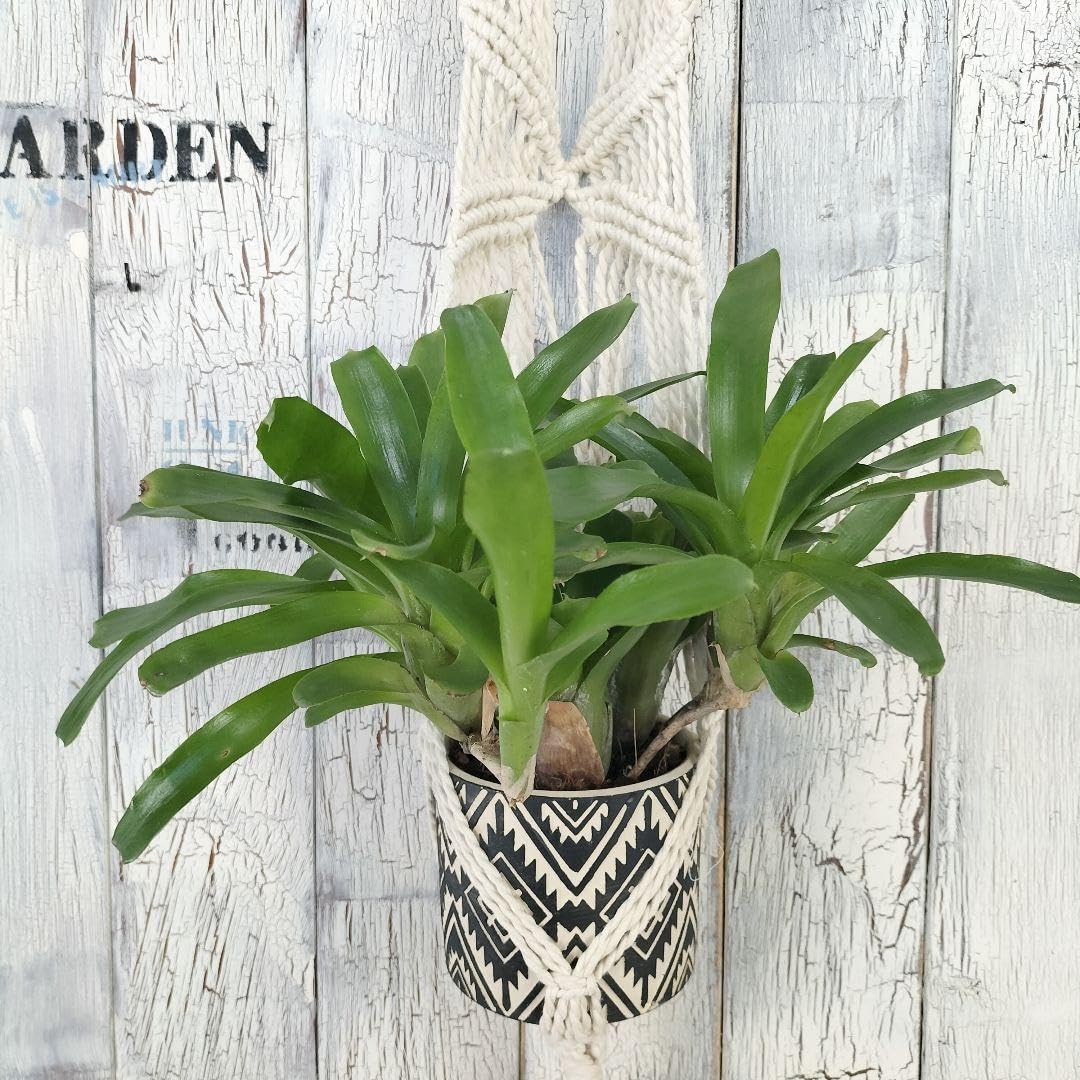 ネオレゲリア 観葉植物