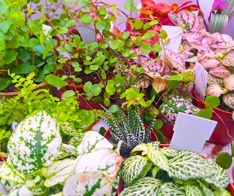 Pack of 3 Live Terrarium Plants Reptile Safe Plants Random Mix Vivarium Easy