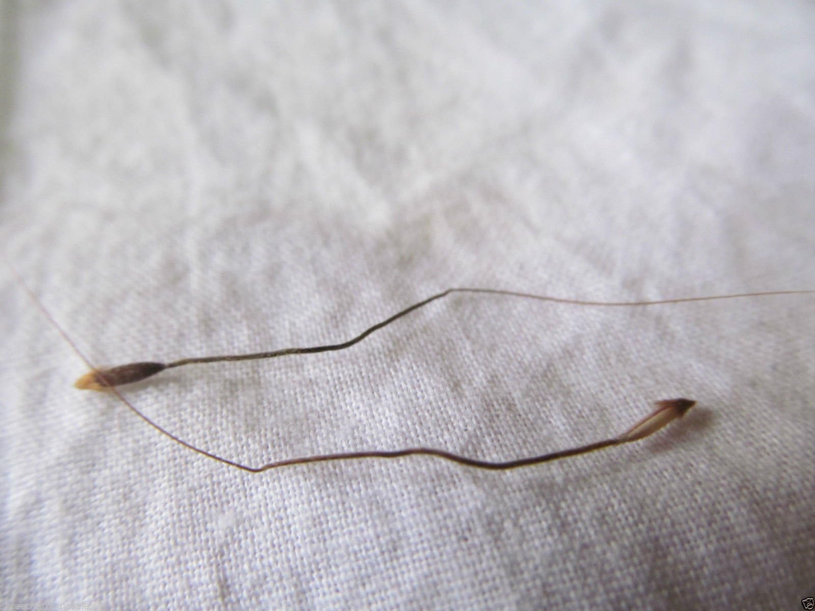 Siddha Man Mohini Tantrik Jadi Vashikaran Mantra Tantra Lucky Business