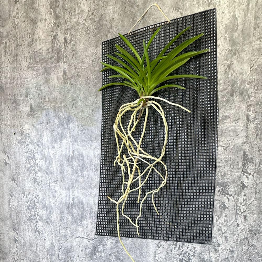Amazon｜観葉植物 小さい 富貴蘭 風蘭 蘭 黄金鳥 おうごんのとり