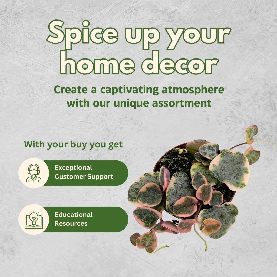 BubbleBlooms Variegated String of Hearts, 2 inch Set of 3, Ceropegia woodii Variegata Tiny Mini Pixie Plants