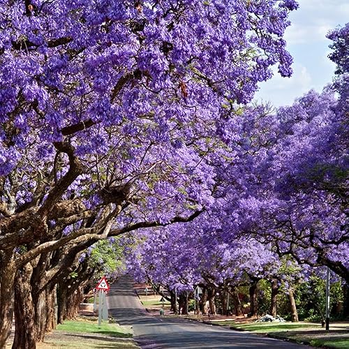Miniatura 4 de 50 semillas de árbol de jacarana, bonsái floreciente y árbol de sombra paisajística, flores de trompeta morada, tolerantes a la sequía, semillas de