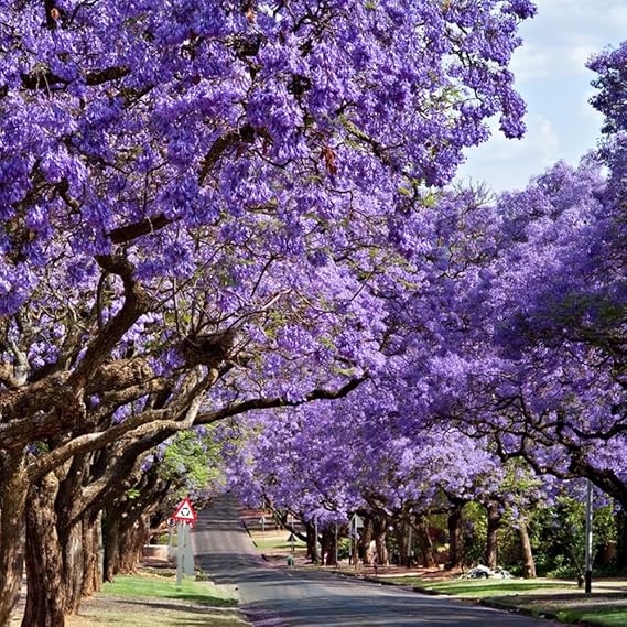 50 Jacaranda Tree Seeds, Flowering Bonsai Tree & Landscape Shade Tree, Purple Trumpet Blooms, Drought-Tolerant, Tree Seeds for Planting
