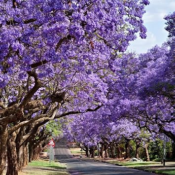 50 Jacaranda Tree Seeds, Flowering Bonsai Tree & Landscape Shade Tree, Purple Trumpet Blooms, Drought-Tolerant, Tree Seeds for Planting