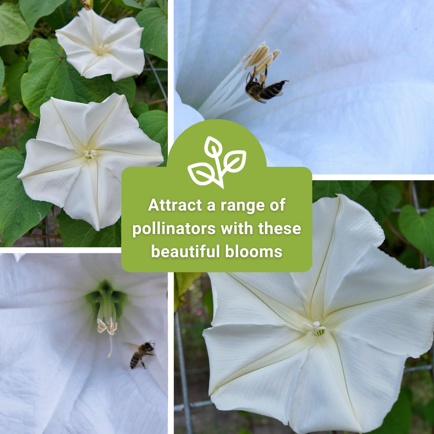 high on morning glory seeds Heavenly Blue Morning Glory Seeds main image 1