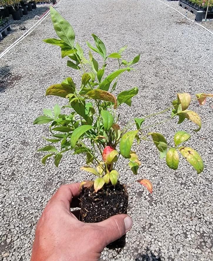 (1) - Firepower Nandina Heavenly Bamboo - Planta de inicio (16.4 ft) (1 planta viva)