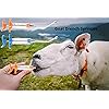 Product Photo 4