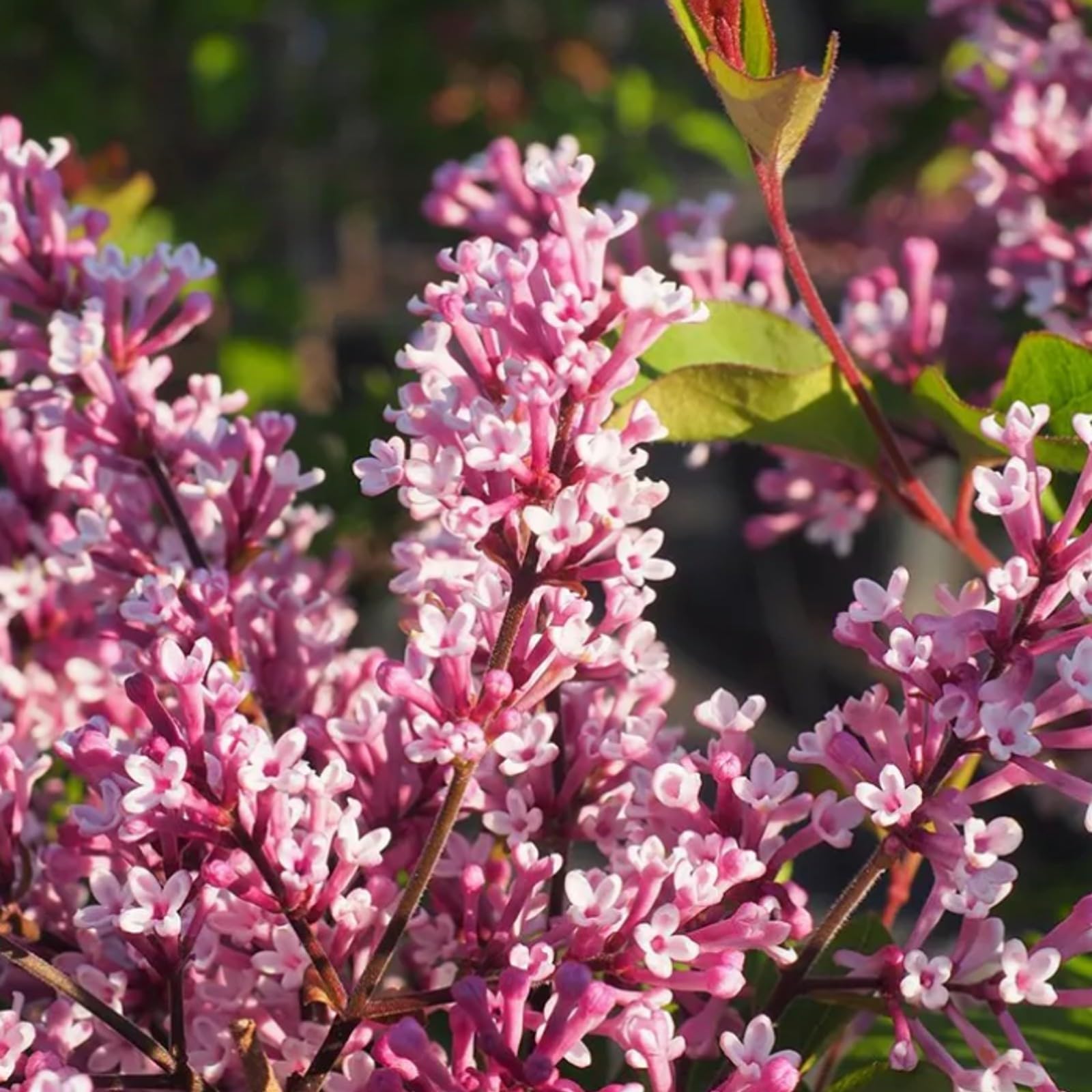 Syringa Palibin - Dwarf Korean Scented Lilac Bush in 9cm Pot - Flowering Ornamental Tree (2 Plants)