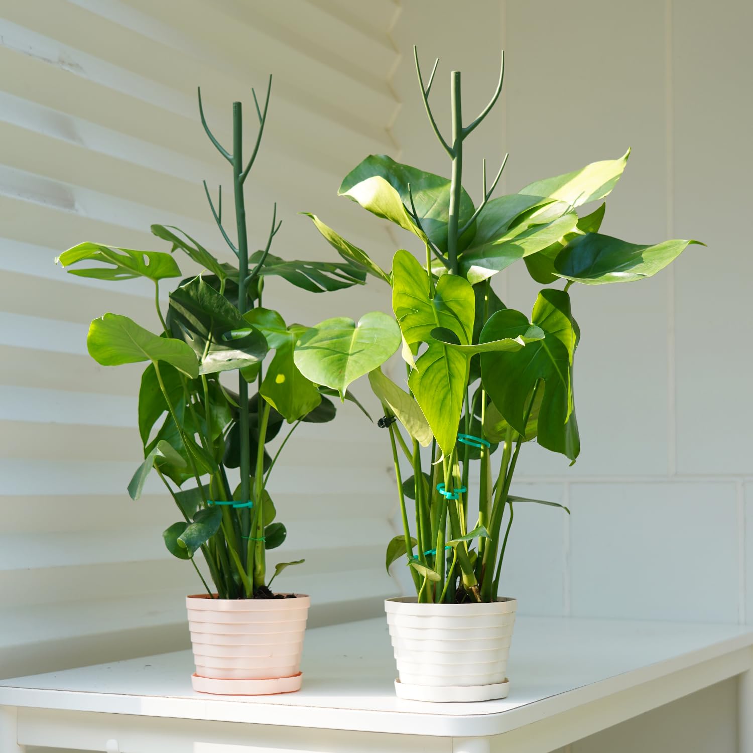 Amazon.com : Linyona 16 Pack Stackable Monstera Plant Support, 27.5 Inch  Climbing Plants Support Structures for Indoor Outdoor Plants, 20 Orchid  Clips & 16 Twist Clips & 65.5ft Twist Ties : Patio, Lawn & Garden
