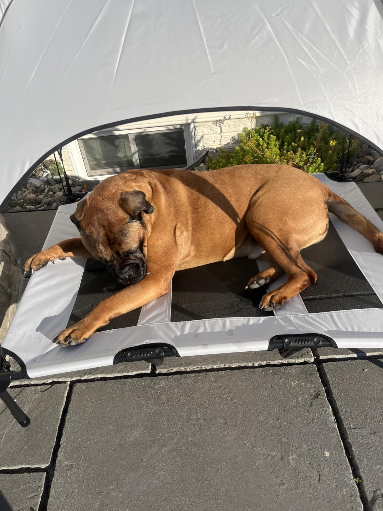 PupHut Outdoor Raised Dog Bed – XL Size Lounger with Shade Canopy