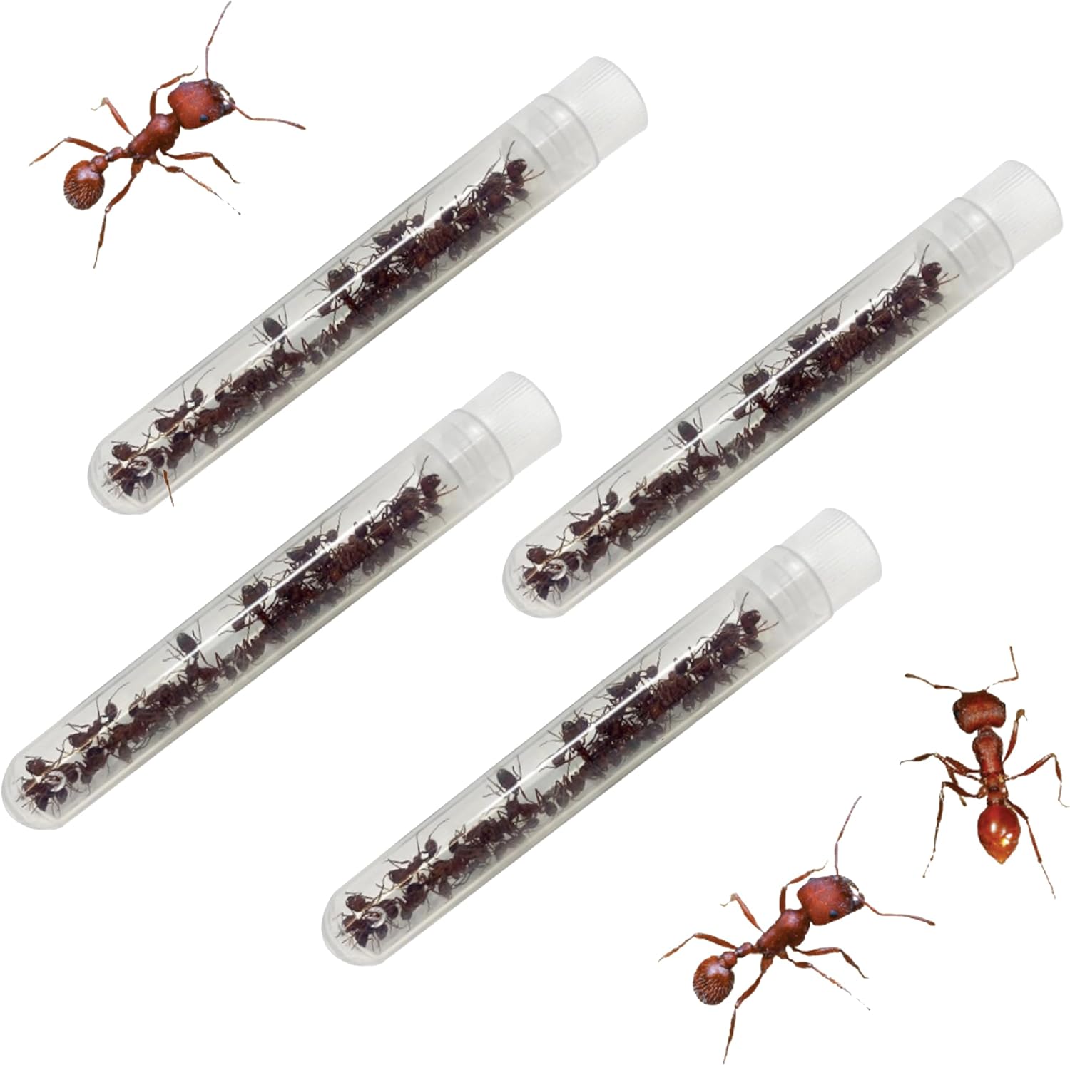 Insect Lore 100 Live Western Harvester Ants - Ant Habitat Refill - Ants Grown in USA