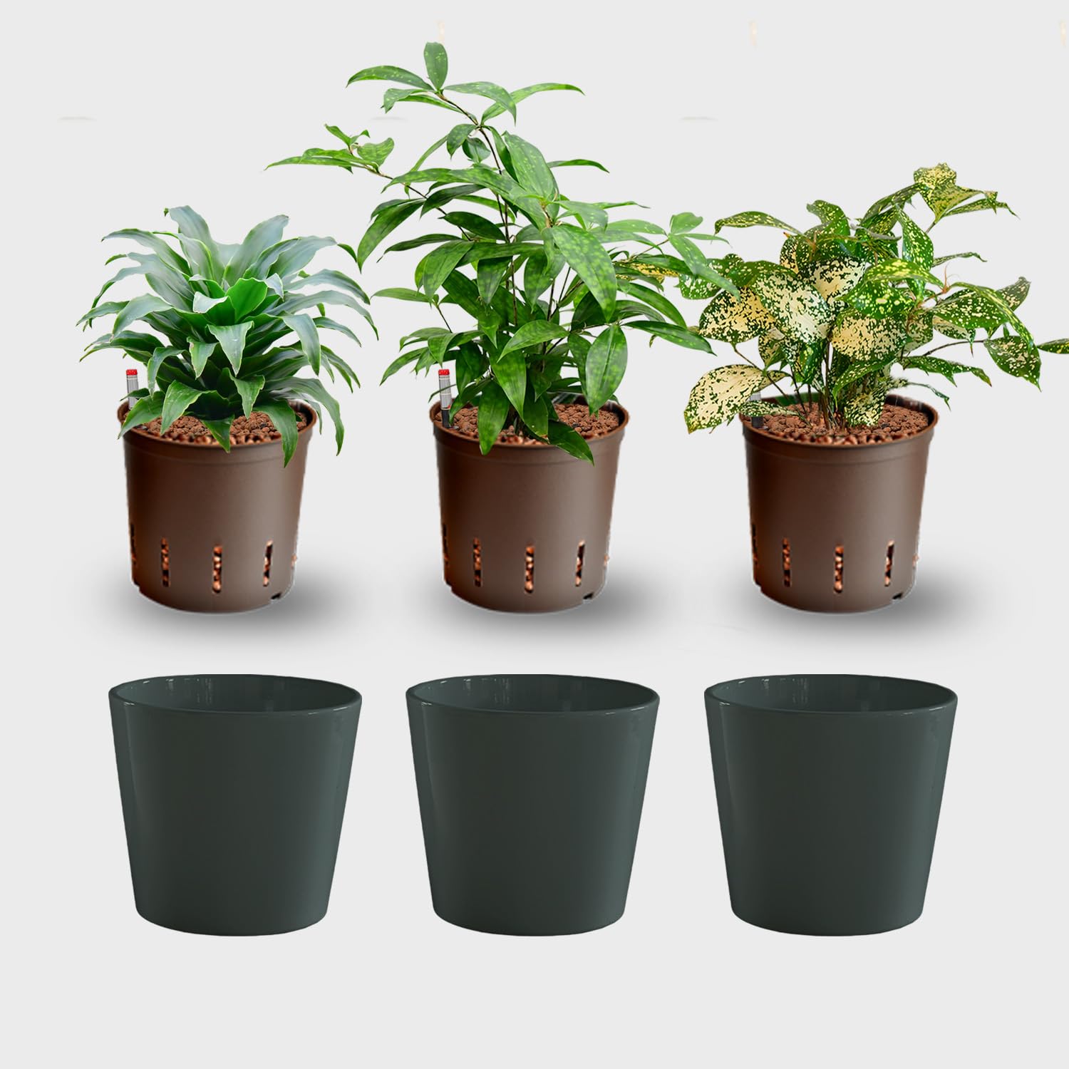 Hydrokultur Büropflanzen 3er Set Drachenbaum Mix in Keramiktöpfen Anthrazit - Topf ⌀ 16 cm - Pflanze ca. 30 cm - pflegeleichte Zimmerpflanzen inkl. Blähton, Wasserstandsanzeiger & Dünger