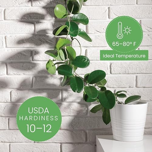 American Plant Exchange Assorted Hoya Plants