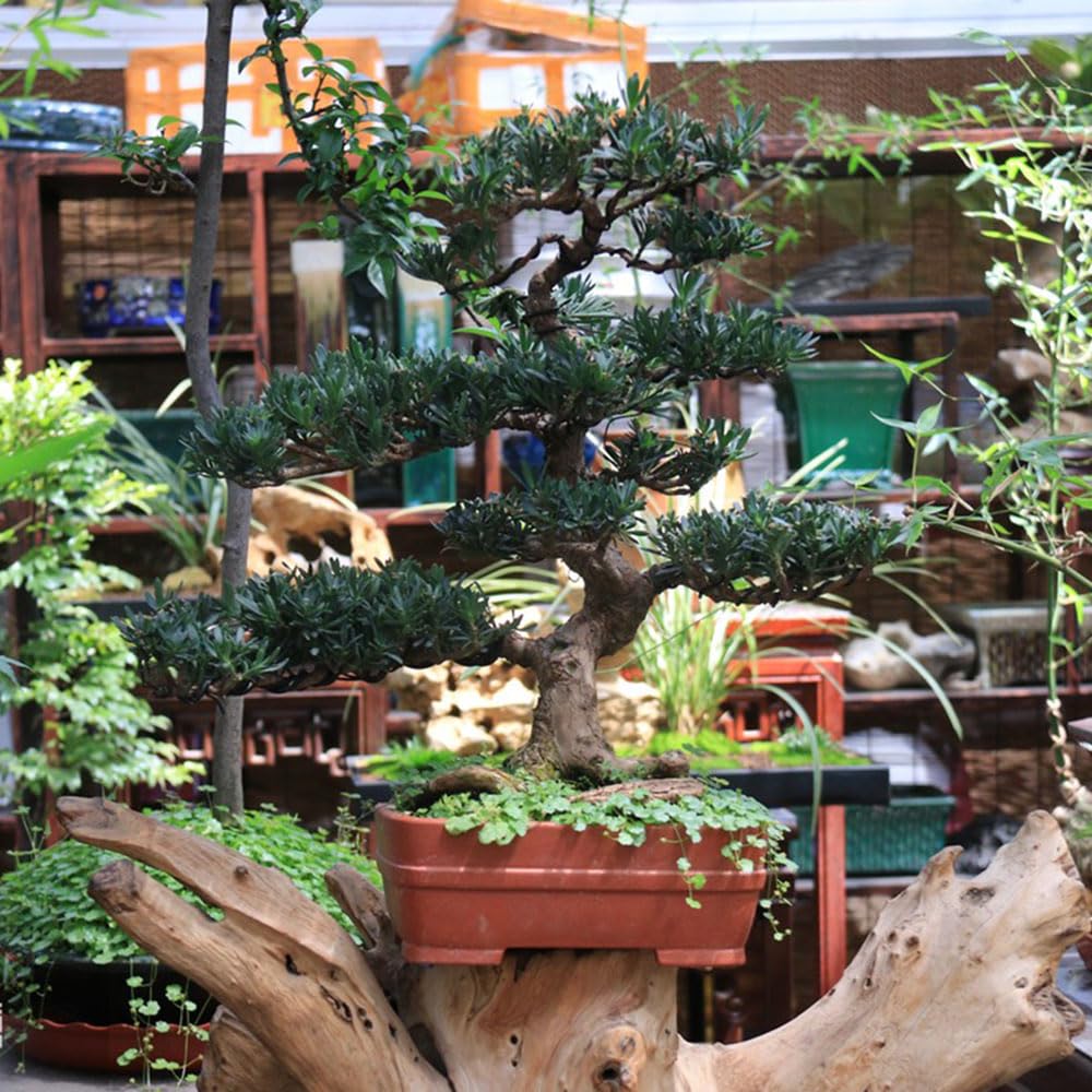 5 pcs podocarpus samen - kbelpflanzen winterhart mehrjhrig,Podocarpus  macrophyllus, topf pflanze gartenpflanzen winterhart mehrjhrig saatgut  geschenk garten bonsai baum tree balkonpflanzen : Amazon.de: Garten