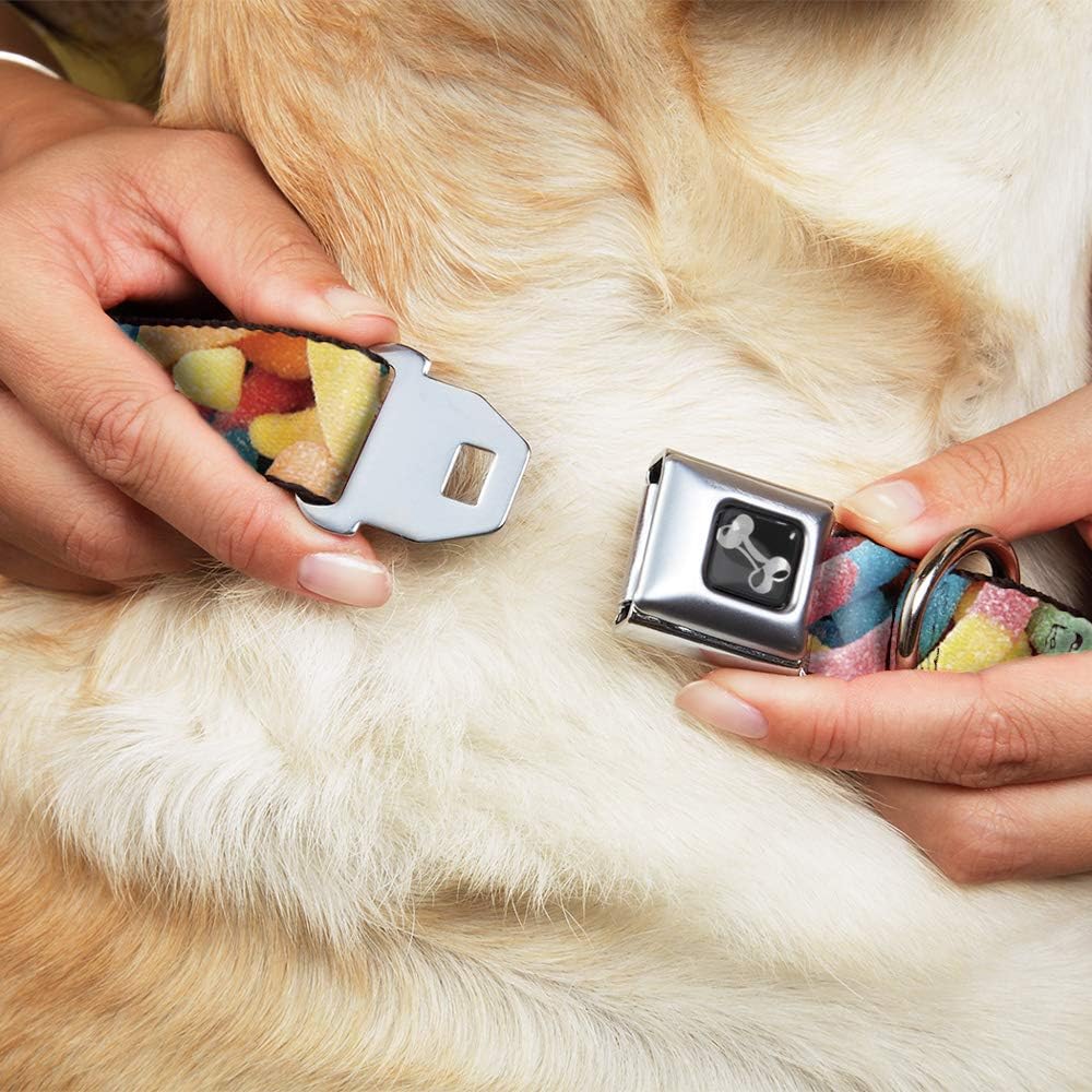 Dog Collar Seatbelt Buckle Vivid Sour Worms Stacked 11 to 17 Inches 1.0 Inch Wide