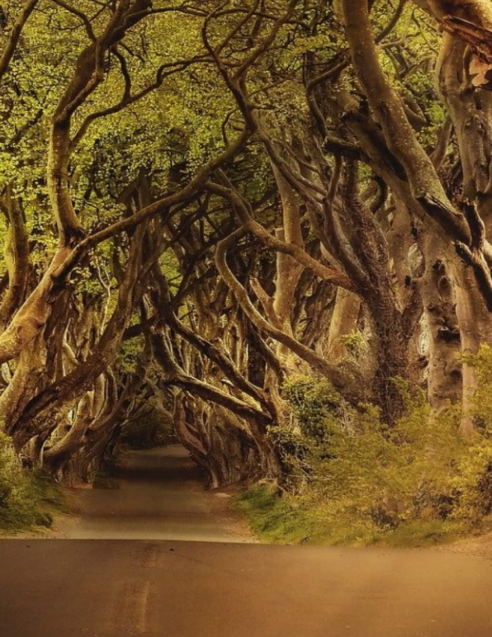 Tree Tunnel Sketch Book: sketching, doodling, scribbling, journaling