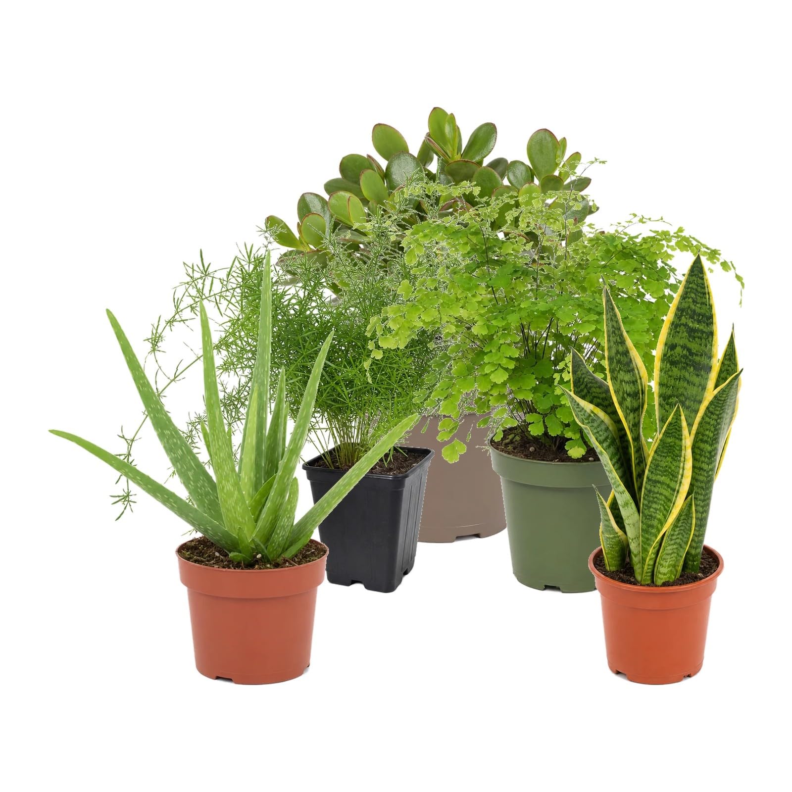 DECOALIVE Pack de 5 Plantas Naturales de Interior para Salón y Rincón Verde - Selección Variada