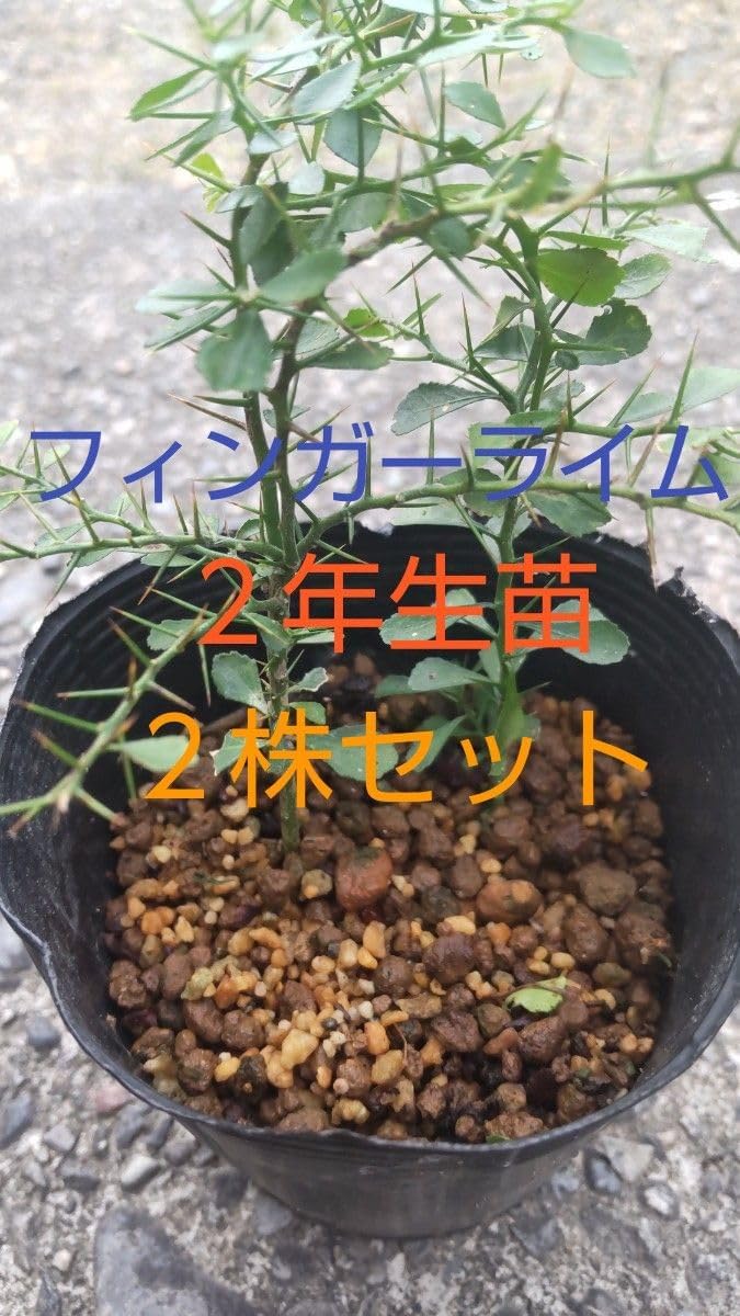 柑橘2年生 フィンガーライム接木苗／苗 まとめて3鉢 撮影