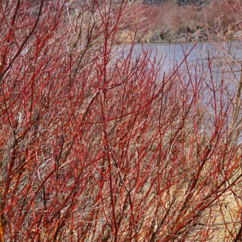 10 Red Osier Dogwood Live Plants | 1-2ft Bare Root Seedlings | Fast Growing Native Shrub | White Spring Blooms and Red Winter Bark for Gardens