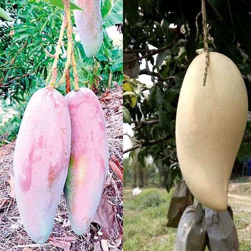 IXORA Mango Thai Chiang Mai Mahachanok Variety Grafted Aam Fruit Live Plants & Tree(1.5-3 Feet Size) (B0BLYLLKK9) Amazon Price History, Amazon Price Tracker