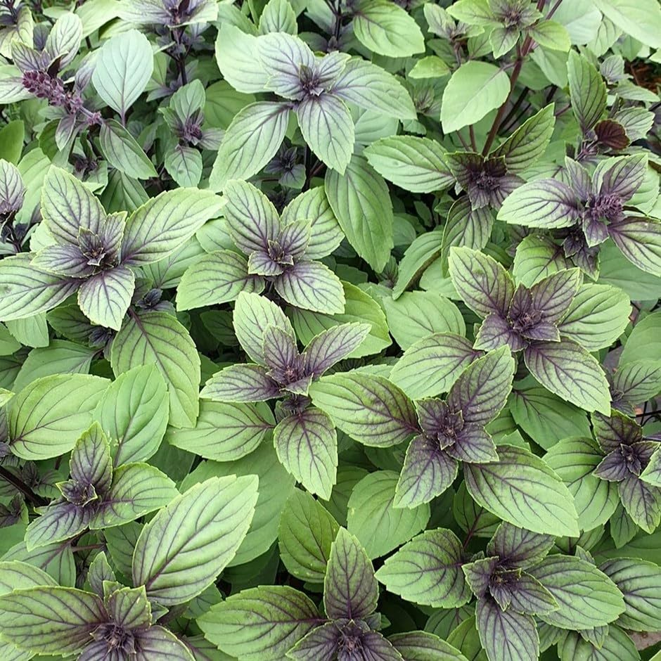 Set of 3 Plant Theory 9cm Pot Basil Herb Plant Ocimum Basilicum Magic Mountain
