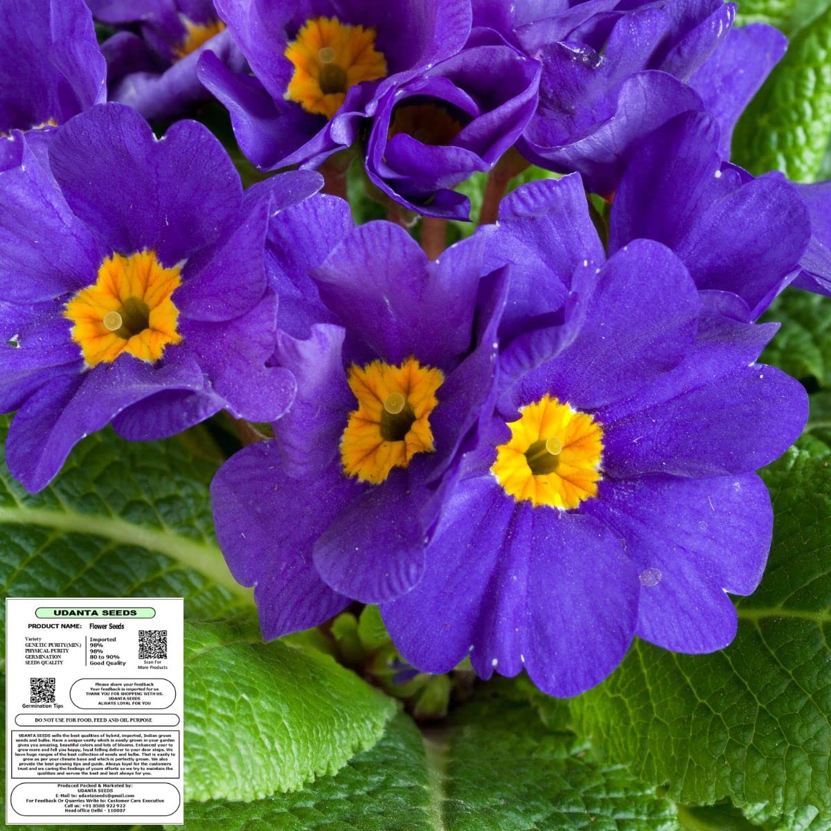 Udanta Seeds Primrose - Primula Blue Flower Seeds Imported Series - Pack of 50 Seeds (B0BBNFFLCM) Amazon Price History, Amazon Price Tracker