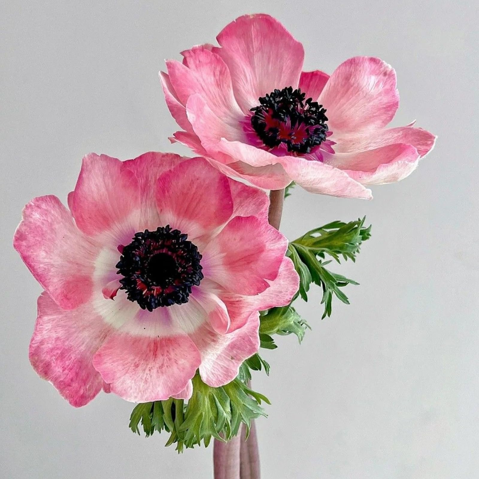 Anemone Windröschen, Für Beete und Terrasse zarte Blüten mit dunklen Blütenzentren-10zwiebeln-b