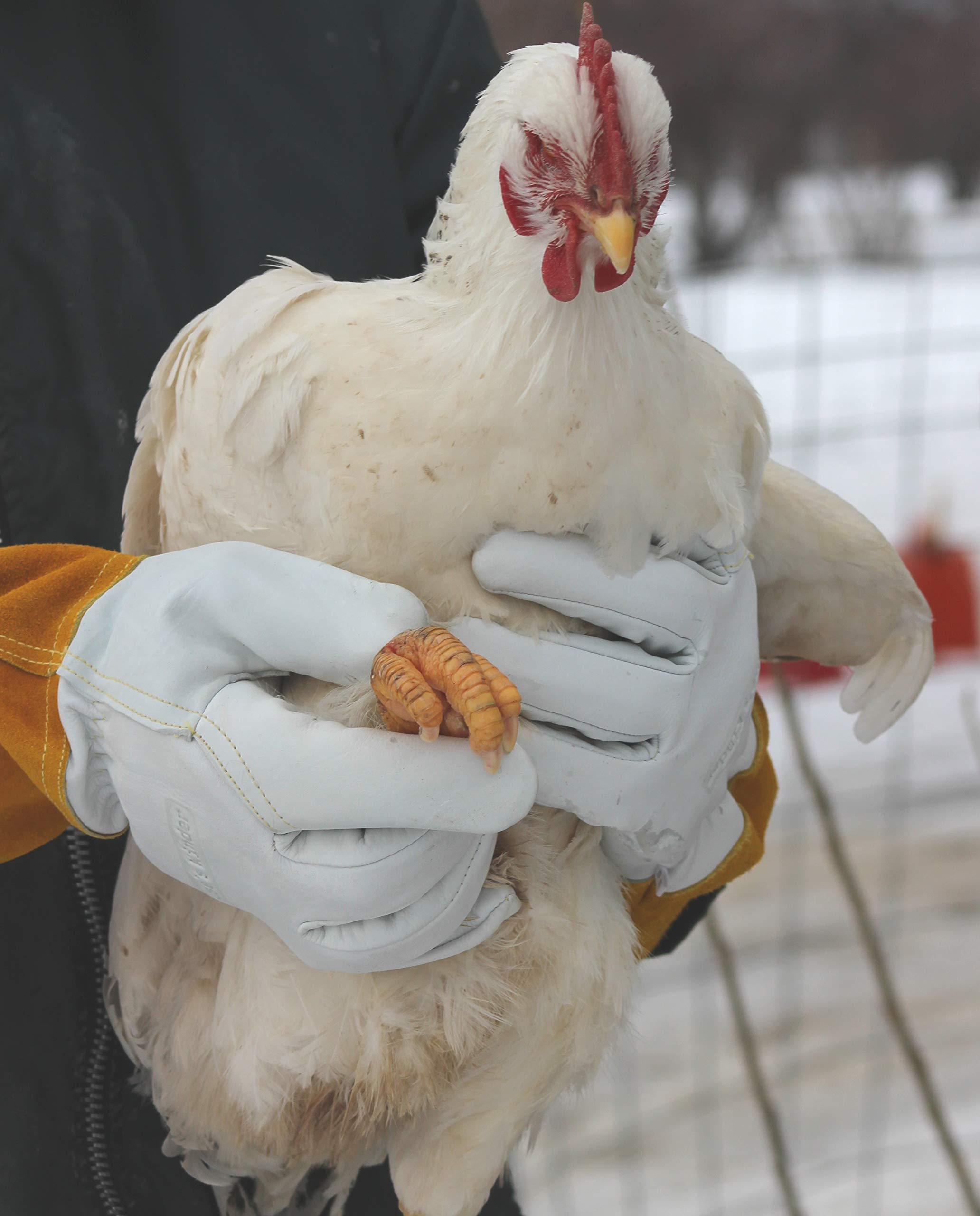 Suse's Kinder Animal Handling Gloves Leather Padding Dog,Cat Scratch,Bird Falcon Gloves Grabbing Reptile Squirrel Snake Bite (Yellow/White, Large)