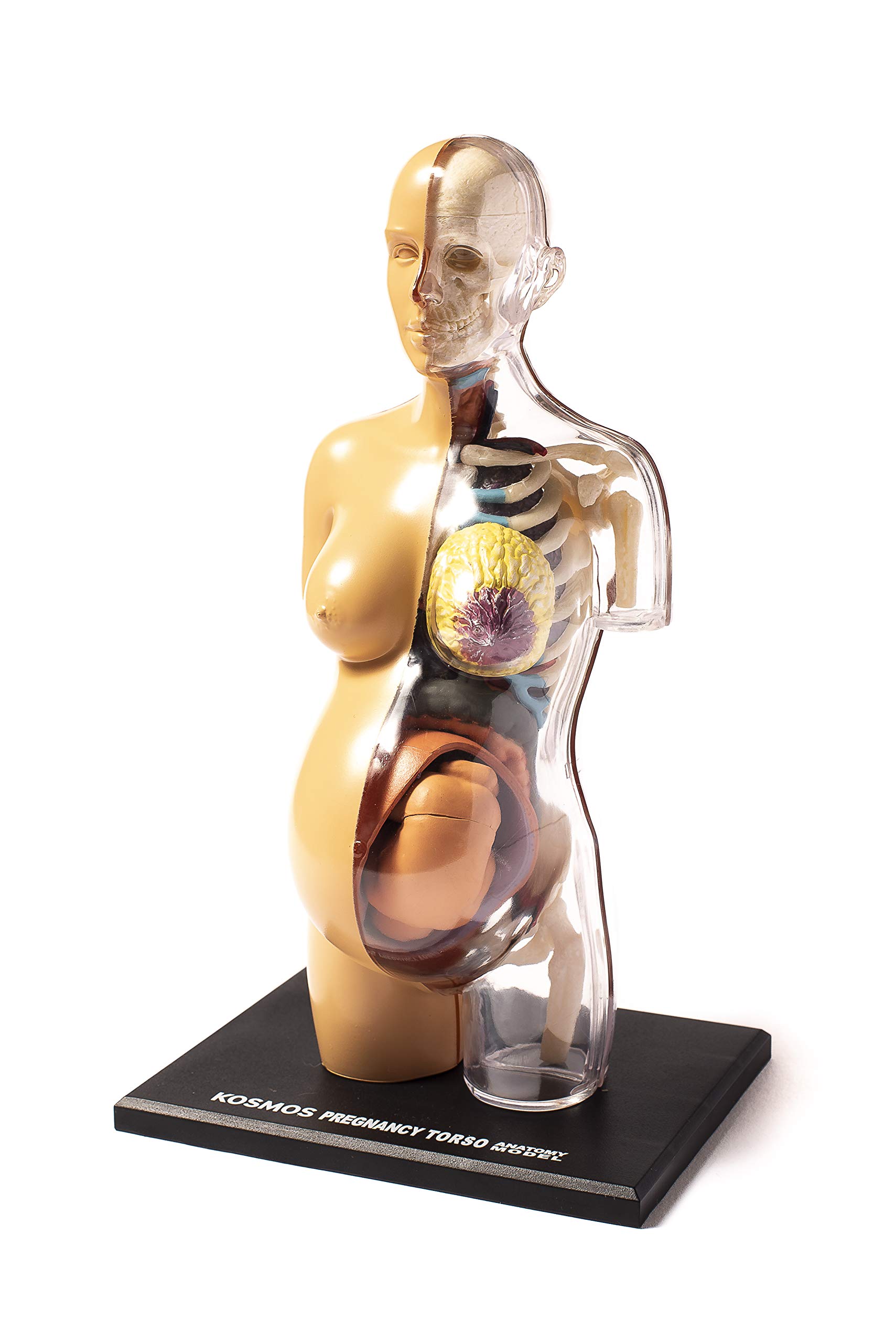 Thames & Kosmos , 260840, Human Pregnancy Anatomy Model, Learn About Human Pregnancy, 30+ Parts with Stand, Ages 8+