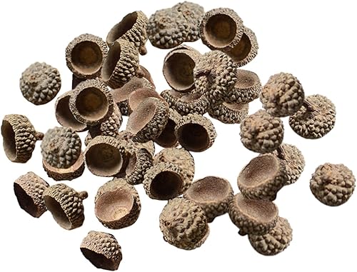Miniatura 3 de SM SunniMix 100 tapas de bellotas naturales auténticas rústicas de bellotas decorativas para el hogar, bricolaje, Acción de Gracias, Navidad,