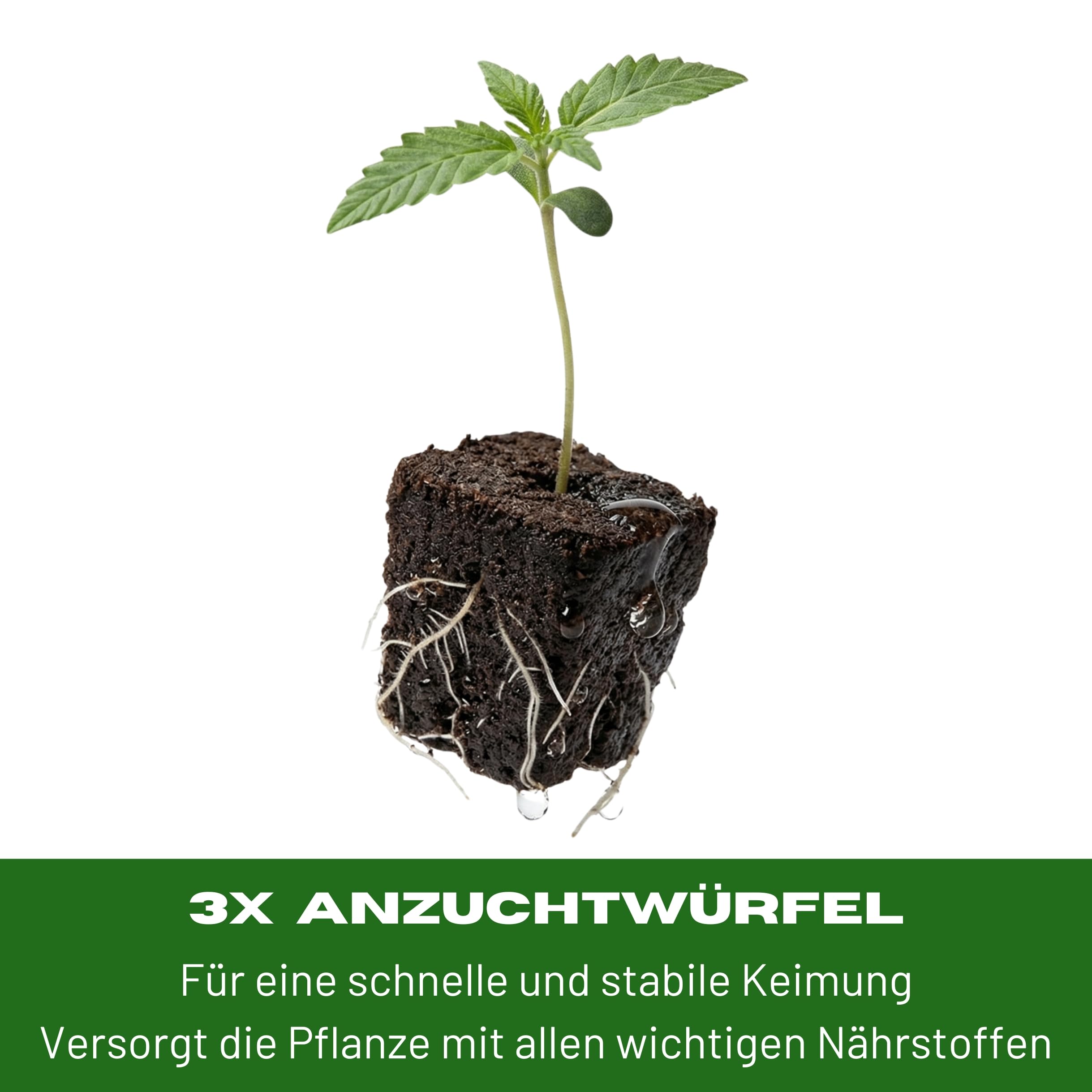 Cannabis Anbau Starter-Kit/Set für drei Gras/-Weed Pflanzen inkl. Anbauanleitung und Zubehör (3x Girl Scout Cookies Auto)