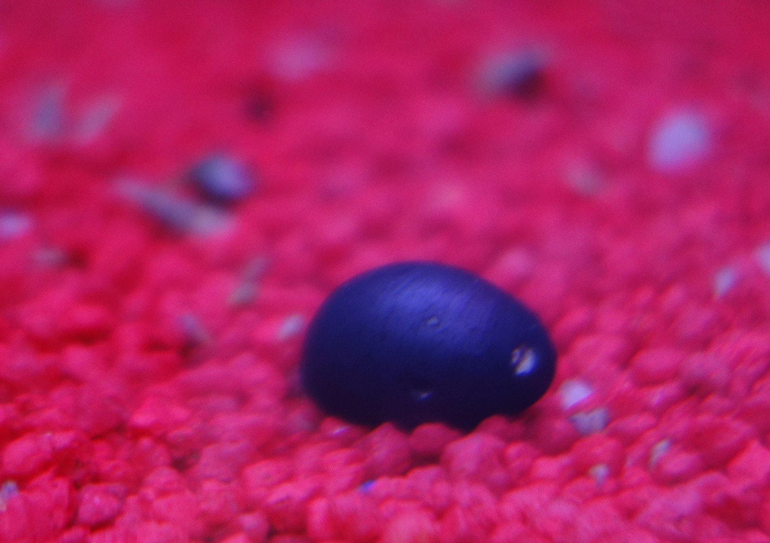10 Stück Helmschnecke / Anthrazit-Napfschnecke (Die Algenfressmaschine) Neritina / Natürliche Algenbekämpfung für Aquarien von 80-120 Liter