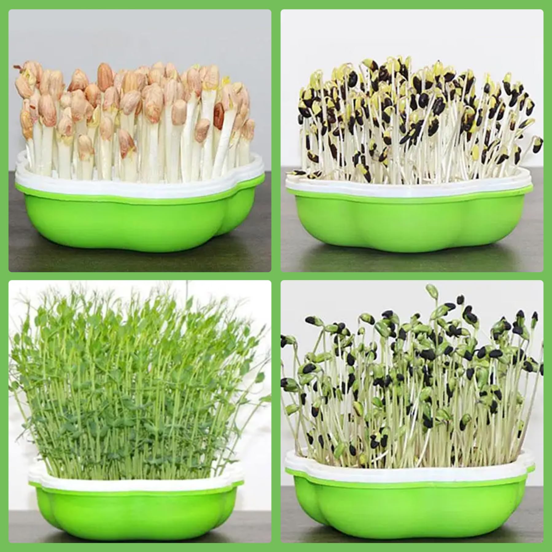 Kit Germination Haricots Micro-Verts Plateaux Avec Couvercle - Starter Tray Sans BPA
