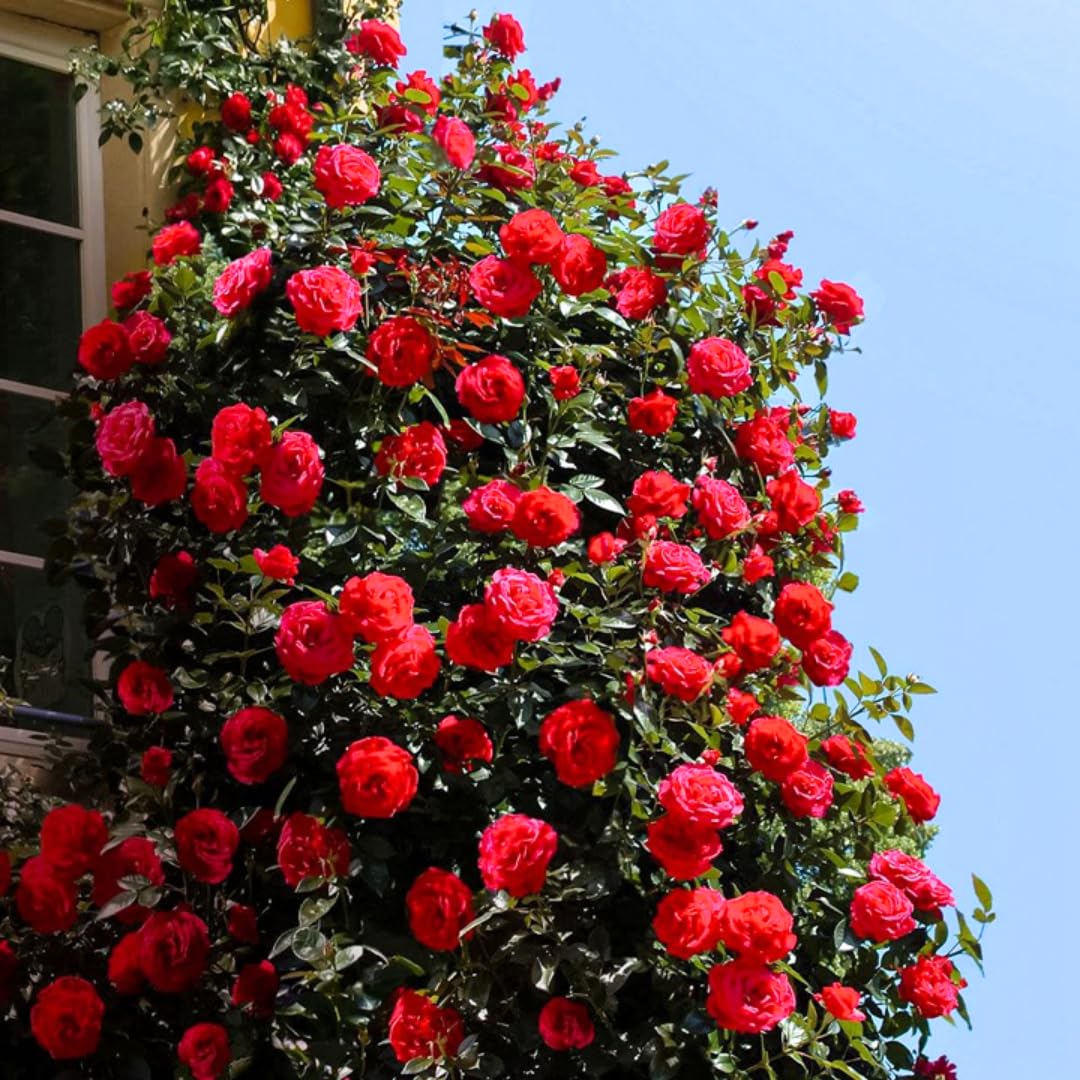 ELLA'S HOMES Red Rose Live Plant