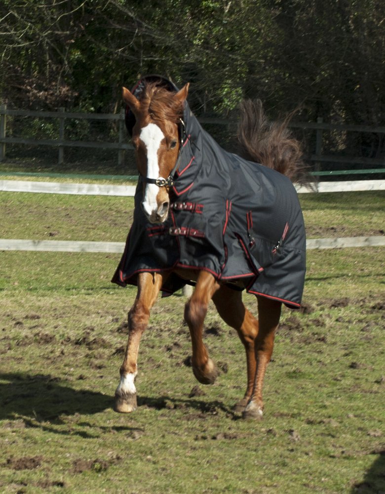 Rhinegold Aspen 350G Heavyweight Full Neck Combo Horse Turnout Rug BLK 4.6, Black with Red