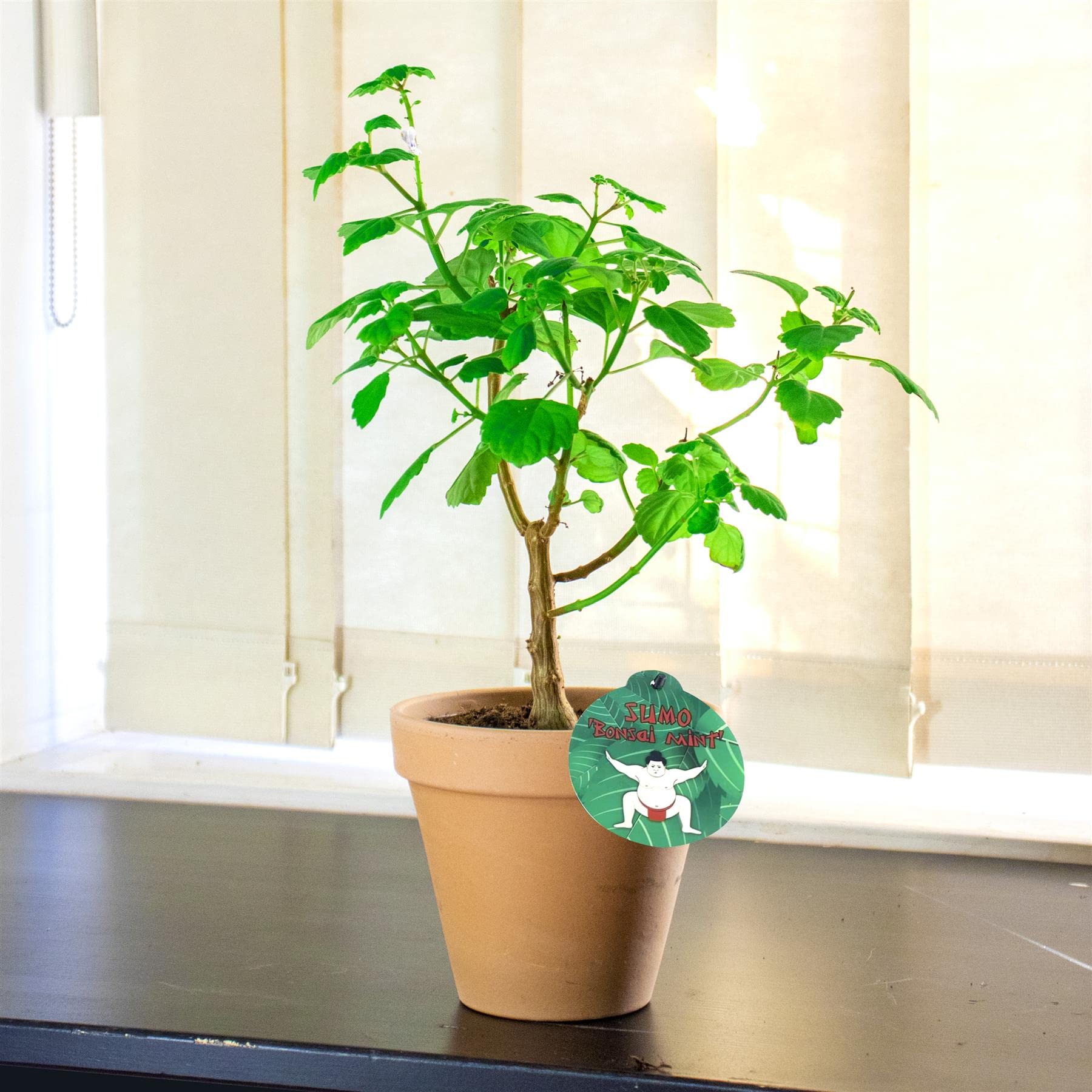1 Sumo Bonsai Mint @ Clay Pot House Plant Lifelike Plant Home Decoration :  Amazon.co.uk: Garden