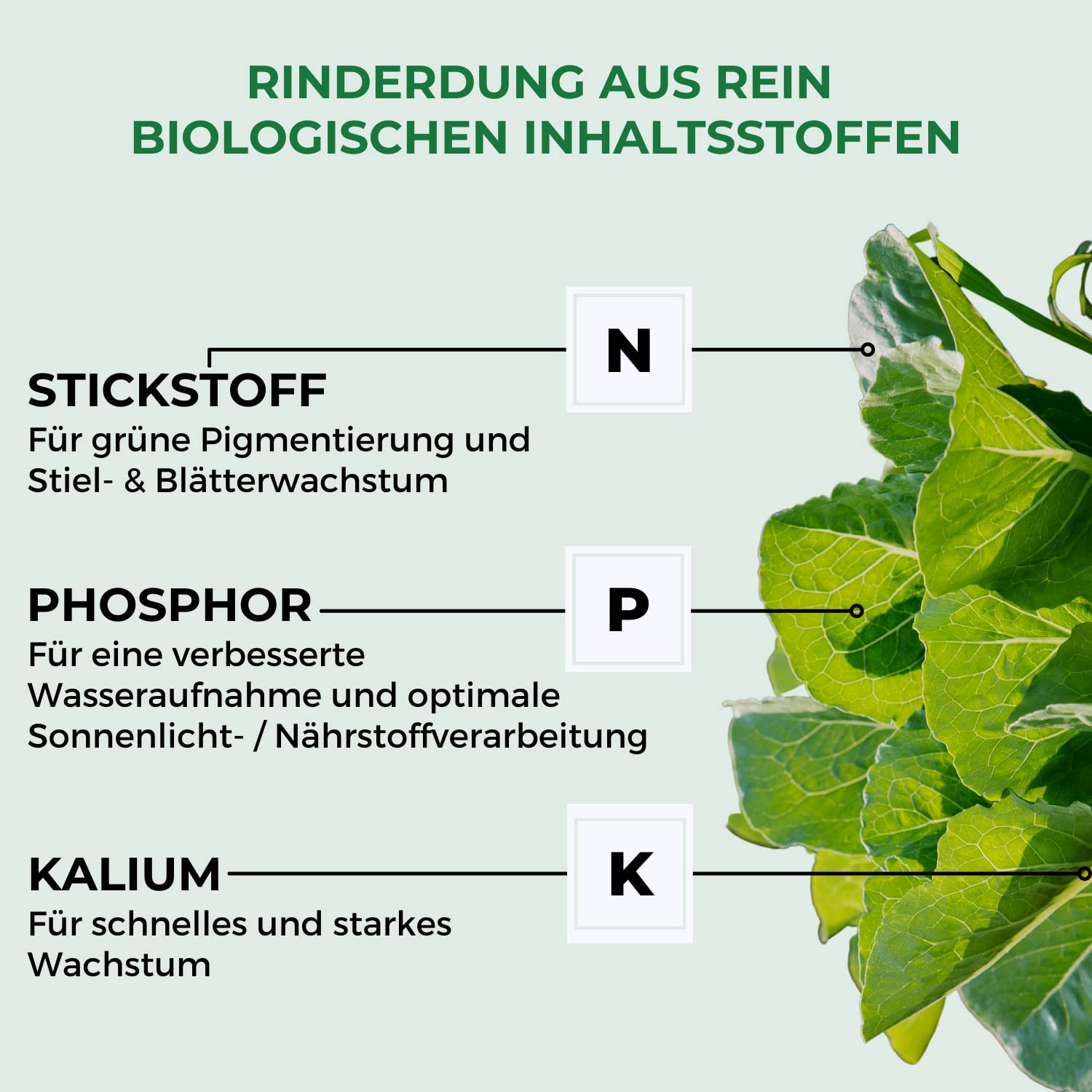 Allflor Rinderdung gekörnt - 4 x 12,5 Kg - Rinderdungpellets im Beutel - Wirtschaftsdünger von Rindern - Biologischer Gartendünger - Rindermist - Fördert die Humusbildung