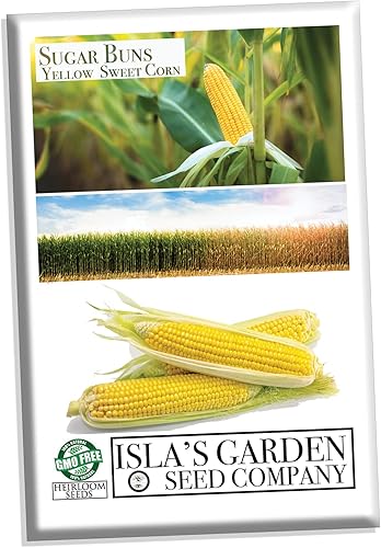 Sugar Buns - Semillas de maíz amarillo dulce para plantar, más de 50 semillas tradicionales por paquete, semillas de jardín de Isla (semillas de