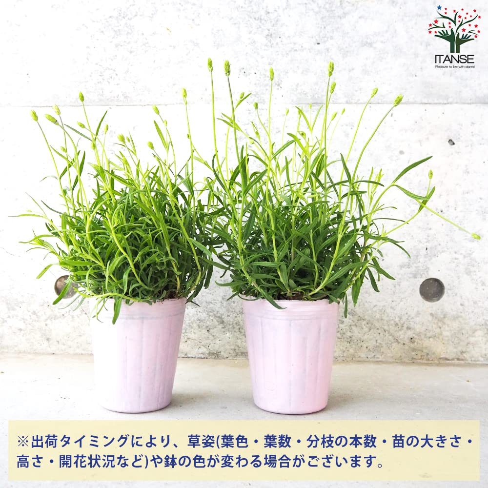 Amazon.co.jp: ITANSE イングリッシュラベンダー アヴィニョン