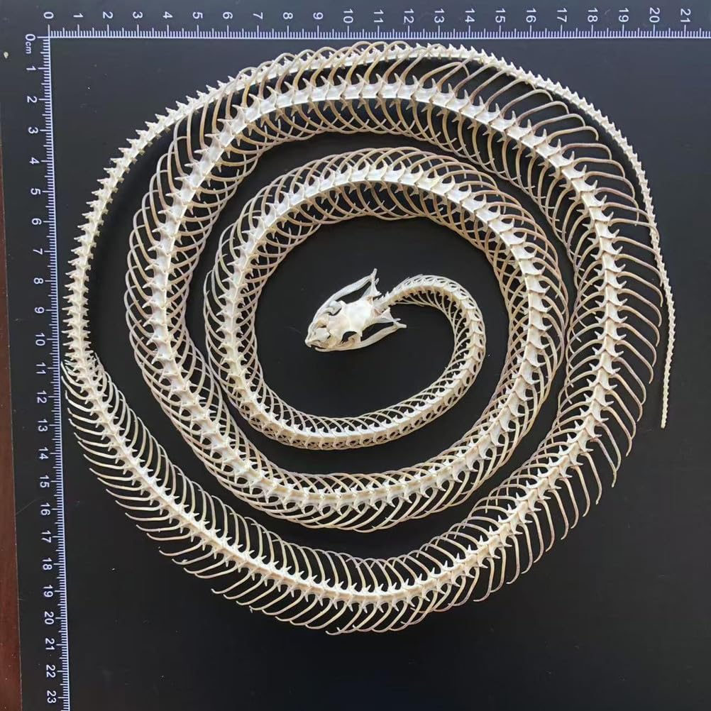Scheletro di Serpente tassidermizzato 1m/39,37 Pollici, Forniture di tassidermia per l'educazione scientifica, Regalo Speciale