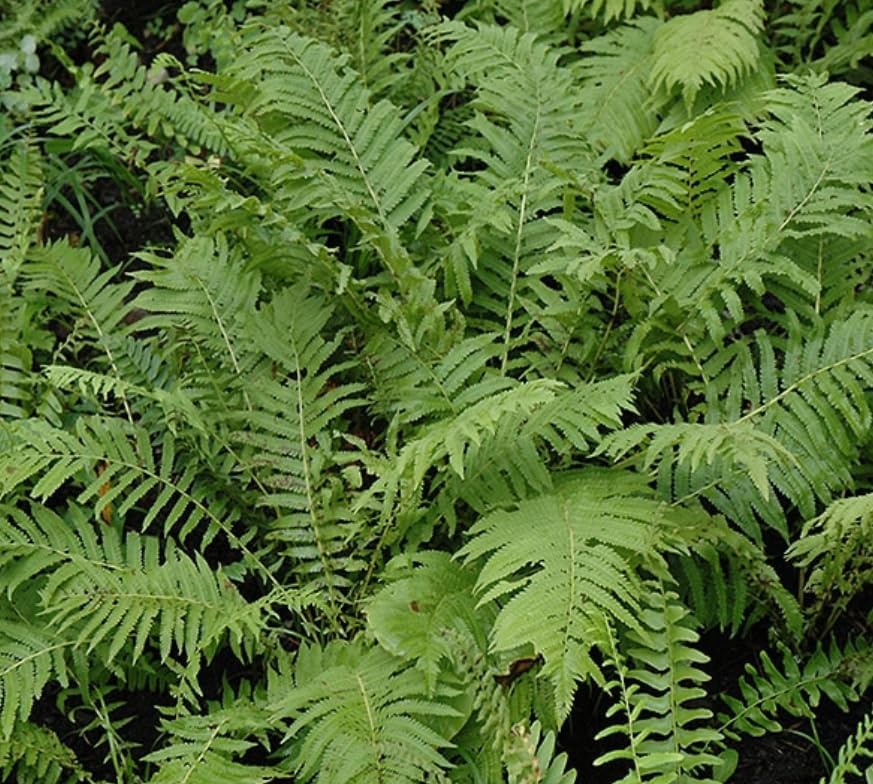 50 Christmas Fern Roots/Rhizomes - Polystichum acrostichoides - (50 Pack)