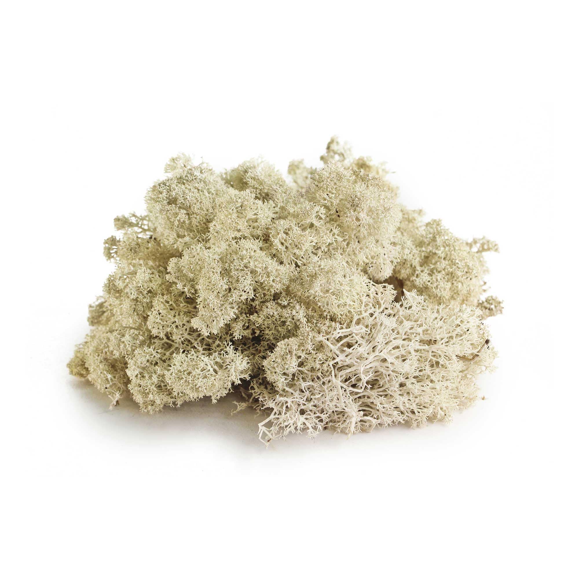 Komodo Habitat Moss - Natural Sphagnum Substrate For Reptiles, Frogs & Snakes Humidity Control