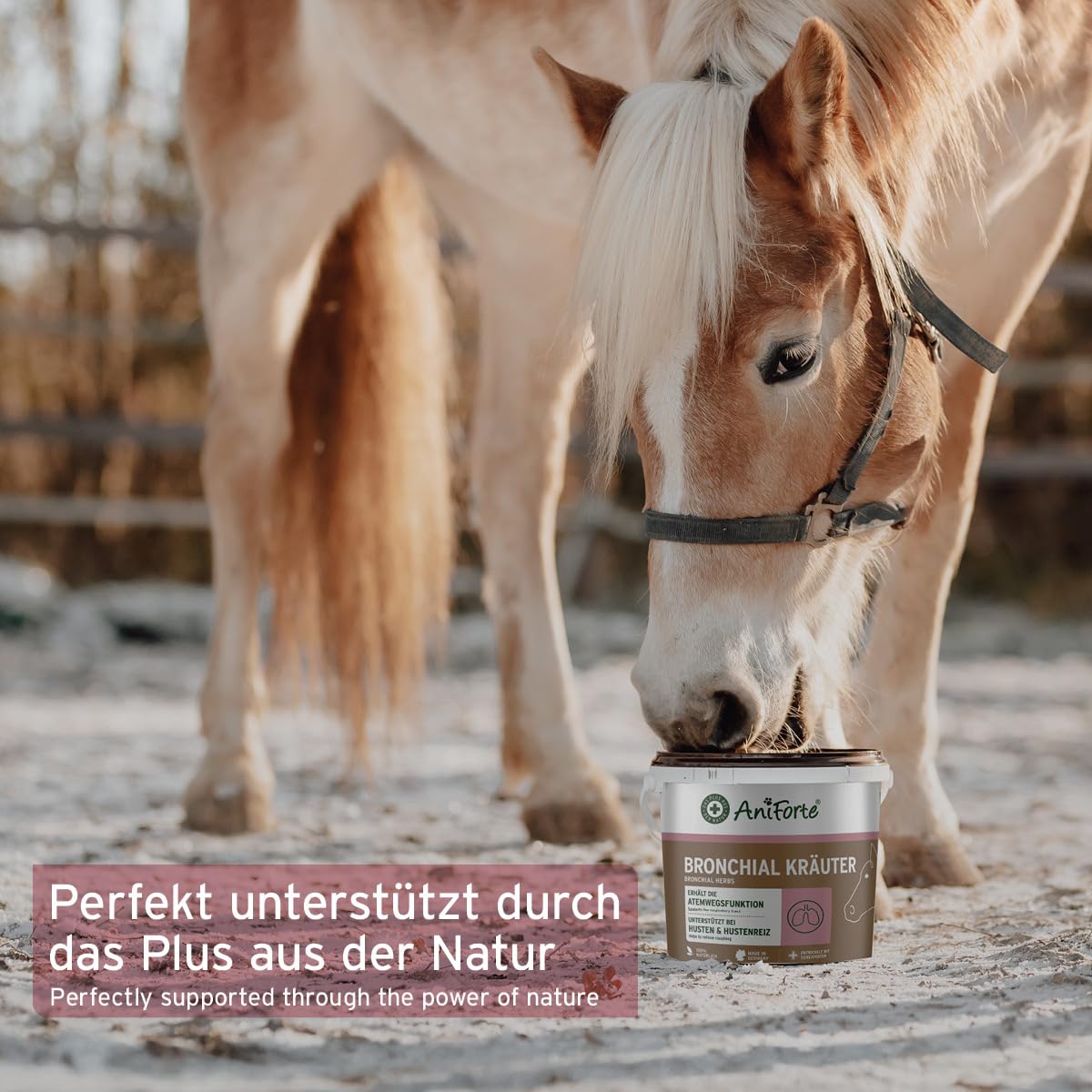 AniForte Bronchialkräuter Pferd 1kg - Bei Husten & Schnupfen, Atemwegskräuter Pferd als Ergänzungsfutter, Pferde Hustenkräuter für freie Atemwege, natürliche Kräuter mit Methylcystein