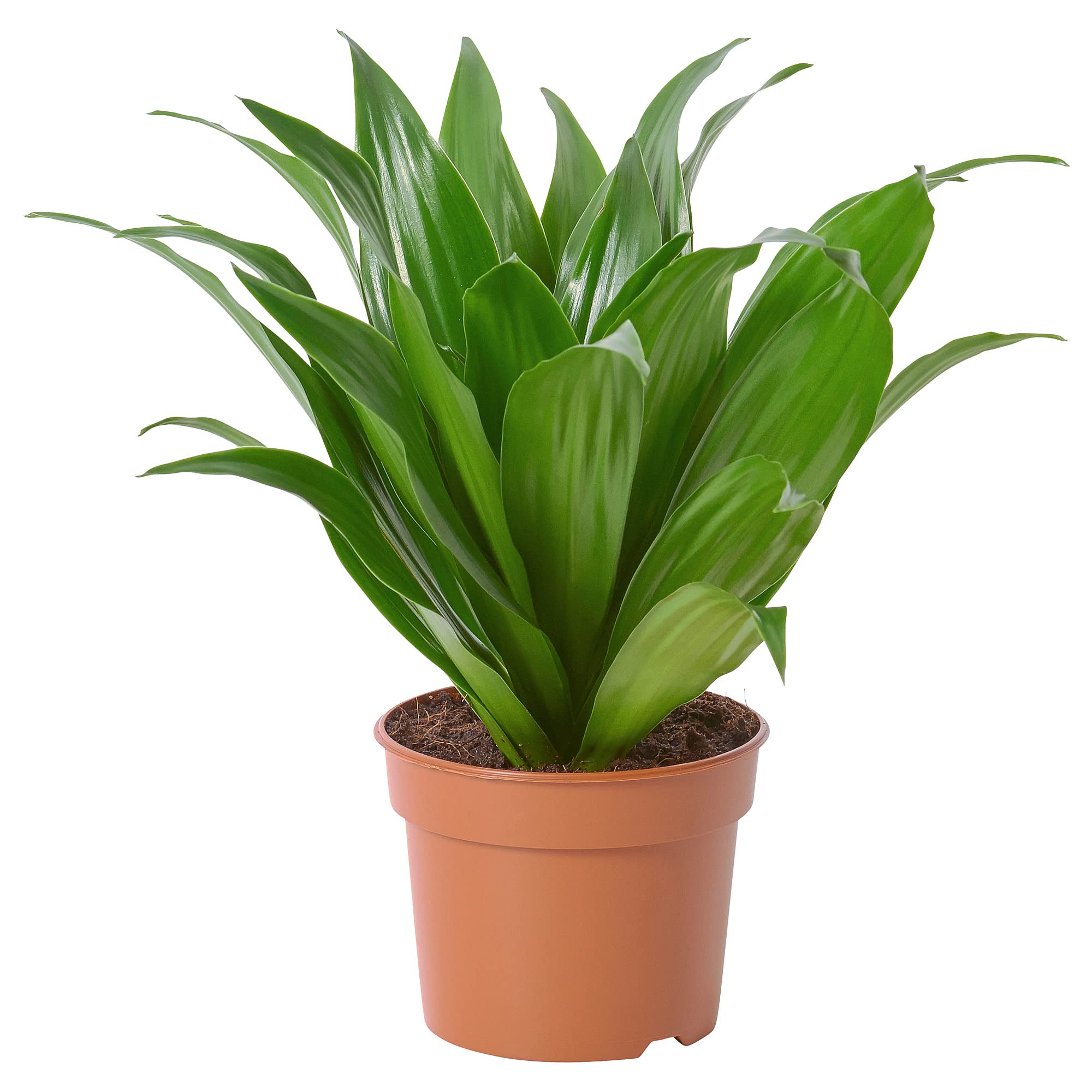 Ikea DRACAENA FRAGRANS 'COMPACTA' potted plant, 9 cm : Amazon.nl: Garden