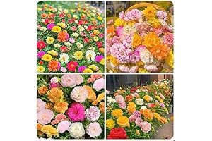 5000+ Mixed Moss Rose Seeds for Planting - Decorations that Look Like Roses