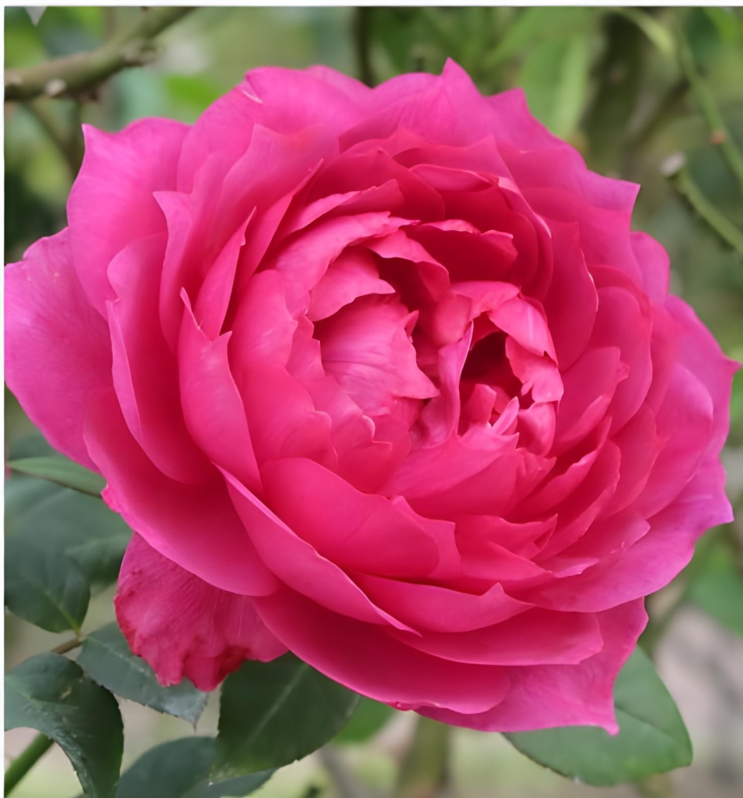Green view Dasi Yellow rose |Yellow gopal Indian desi Gulab Grafted hybrid - 1 Healthy Live Super Yielding Early Flower Plant 1-1.5 Ft Height in Nursery Grow Bag for Home Garden (B0BVZSG6H1) Amazon Price History, Amazon Price Tracker