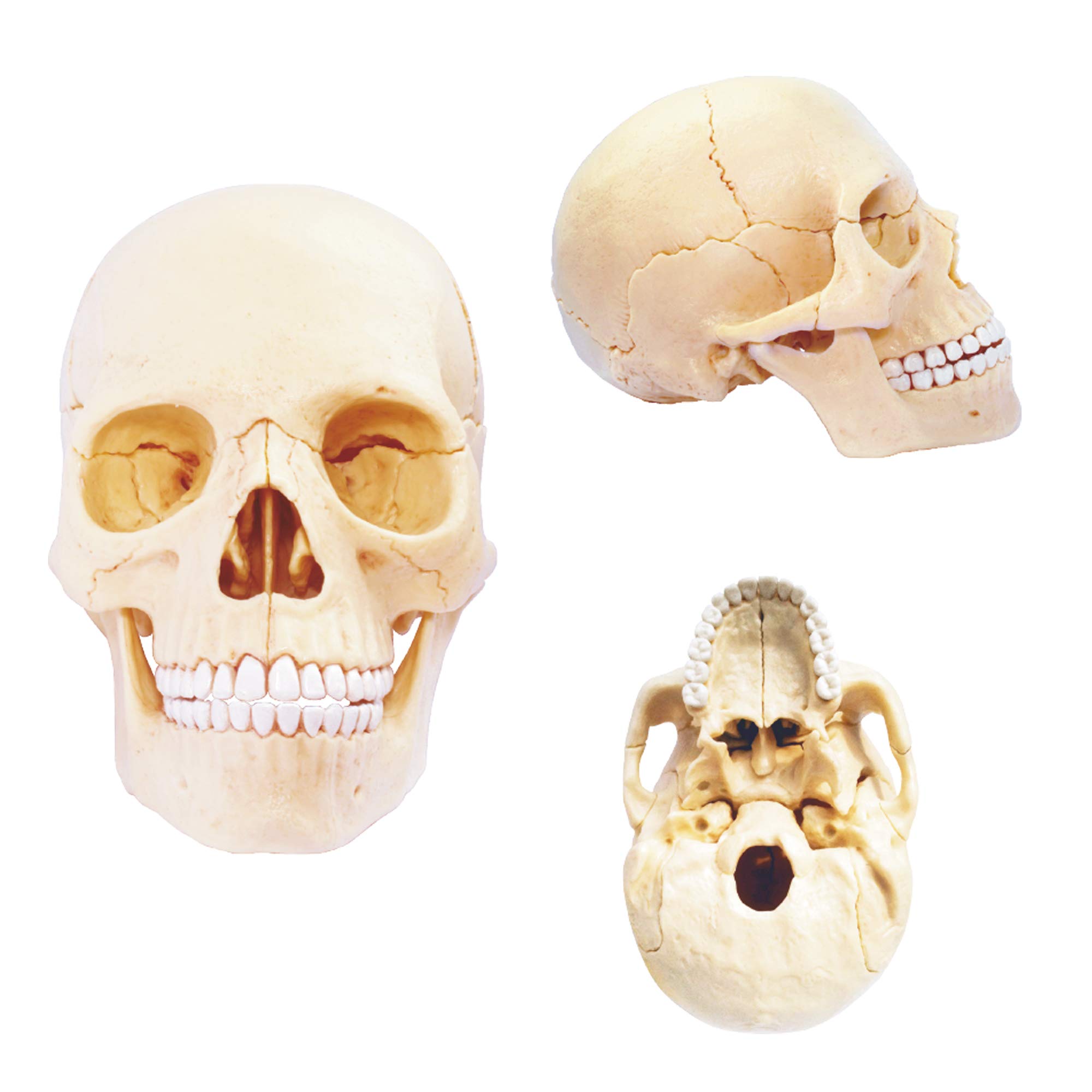Anatomie Van Het Menselijk Beenbot Anatomie Van Het Menselijk Beenbot