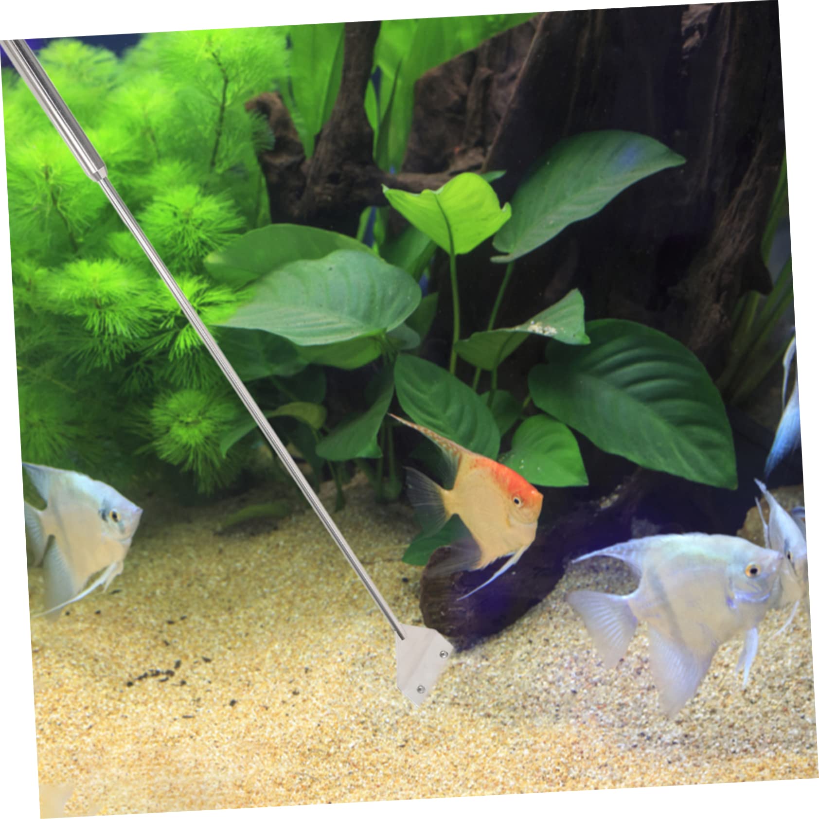 Kompakter Schaber Satz für Aquarium Reinigung, 1 Satz Metall Silber | Schere und Zubehör, für Fischbecken und Aquarien, Wartungswerkzeug im Praktischen Satz