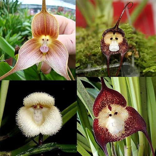 QAUZUY GARDEN 10 semillas raras de orquídeas de cara de mono de orquídea semillas de Drácula Simia de mono semillas de orquídeas raras hermosa